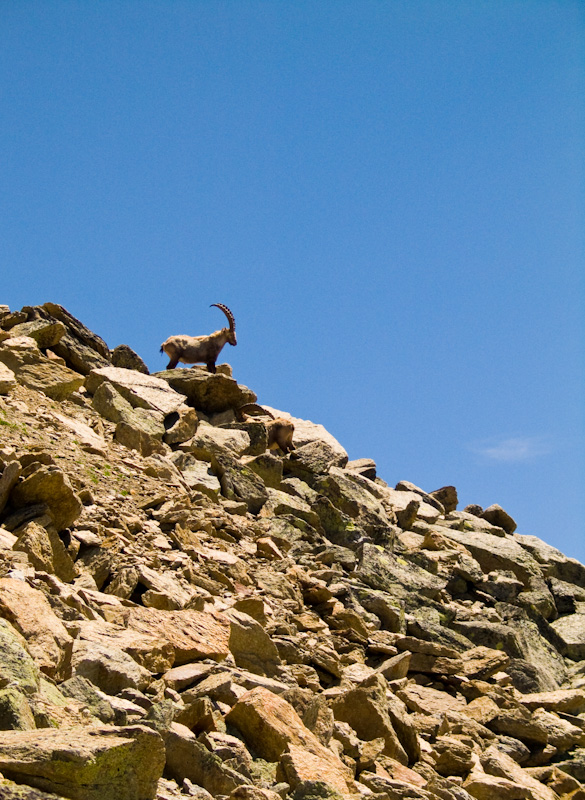 Ibex On Rock Slope